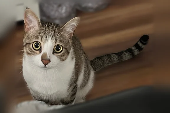 Lost cat, Penn Avenue South, 7362, Richfield - male, light brown and dark brown with a white belly - photo