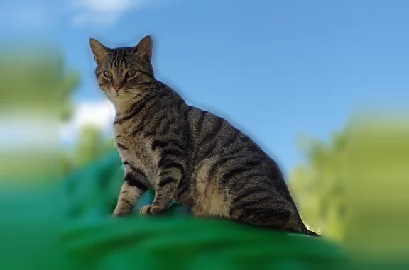 Animaux perdus Villeneuve-lès-Béziers, photo: Chat perdu, Promenade des Vernets, Villeneuve-lès-Béziers - mâle, fin yeux clairs, brun et noir rayé