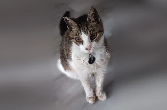 Chat perdu, Chambéry, photo: Chat perdu, Rue du Grand Champ, 170, Chambéry-le-Vieux, Chambéry - femelle blanche et tigrée