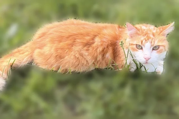 Chat perdu, Malemort-du-Comtat, photo: Chat perdu, Chemin de Radisson, Malemort-du-Comtat - mâle roux à poil long