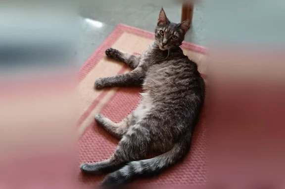 Animaux perdus Paris, photo: Chat perdu mâle, Rue Roli, 6, Paris - tigré gris, collier bleu