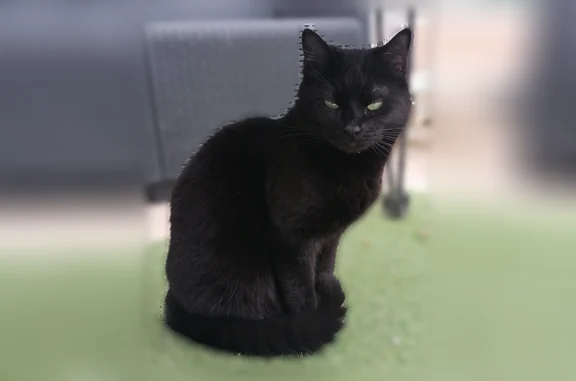 Chat perdu, Marseille, photo: Perdu chat femelle, Traverse Notre Dame du Bon Secours, 11, Marseille - noire, yeux verts