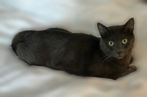 Chat perdu, Treillières, photo: Chat perdu, Rue Louis Pasteur, 23, Treillières - mâle