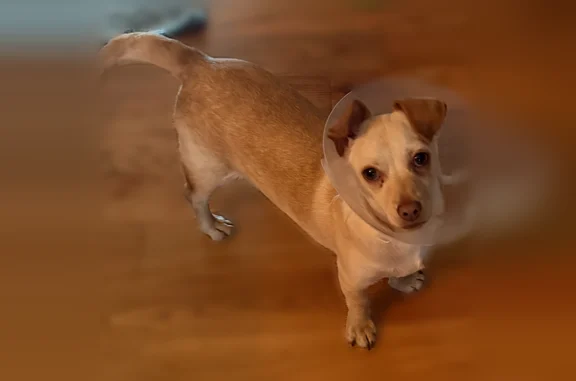 Lost dog, Twin Oaks Drive, 9283, Dexter - cream/tan, neutered - photo