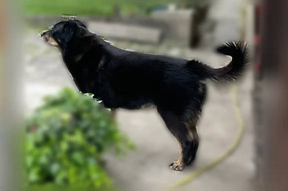 Chien perdu Saint-Lambert, photo : Chien perdu, Saint-Lambert - mâle beauceron noir et feu, harnais rouge