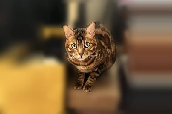 Chat perdu, Lyon, photo: Chat perdu, Rue du Président Paul Doumer, Meudon, Lyon - mâle bengal de petite taille
