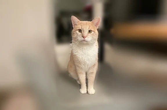 Lost cat, East Lake Harriet Parkway, 4321, Minneapolis - male, orange and white tabby, shy of people - photo