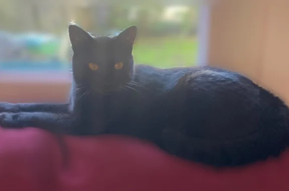 Chat perdu, Quéven, photo: Chat perdu, Rue des Primevères, Quéven - mâle tout noir