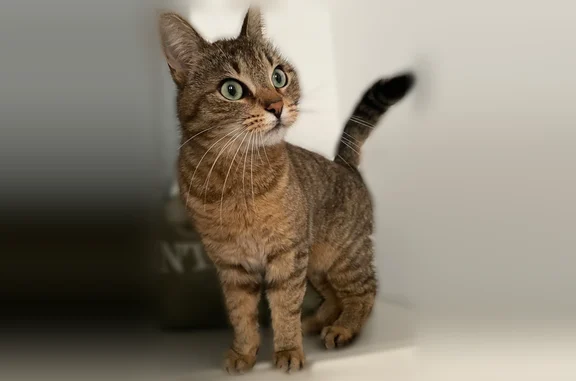 Animaux perdus Lille, photo: Chat perdu femelle, rue du Docteur Davaine, Saint-Amand-les-Eaux, Lille - robe marron rayée, yeux verts