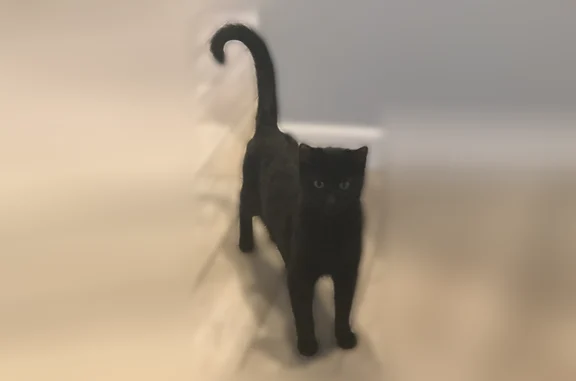 Lost cat, 95th Avenue West, 5009, Tacoma - adult female, all black - photo