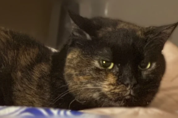 Lost cat, Southport Crossings Way, 4345, Indianapolis - female, black short hair tortie, toothless - photo