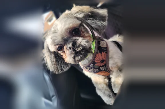 Lost dog, University City Boulevard, 1304, Johnstown - female shih tzu, microchipped - photo