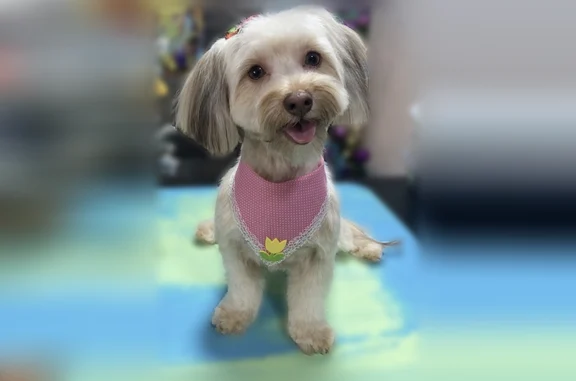 Lost dog, Nassau Street, 238, Westbury - female yorkiepoo, light brown, no collar - photo