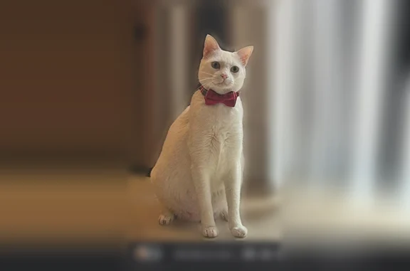 Lost cat, Victoria Drive, 3933, West Palm Beach - male, white with a red collar - photo