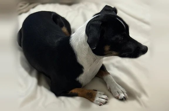 Found dog Orlando, photo: Found dog, Angus Avenue, 5283, Orlando - male