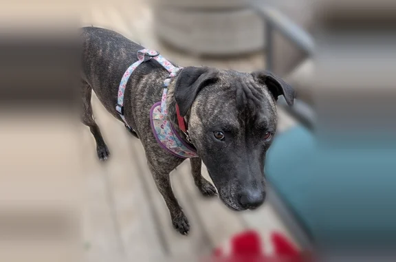 Lost dog, female, East County Road 200 North, 7609, Avon - black/brindle coat, red chain collar - photo