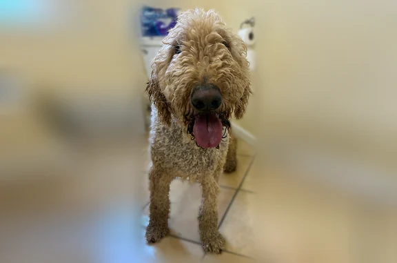 Found dog Wilmington, photo: Found dog, West Bagwell Road, Wilmington - neutered male, very friendly