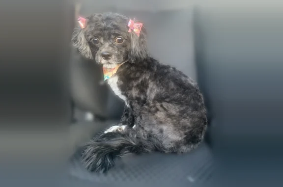 Lost dog, Mac Arthur Boulevard, 21594, Warren - female - photo