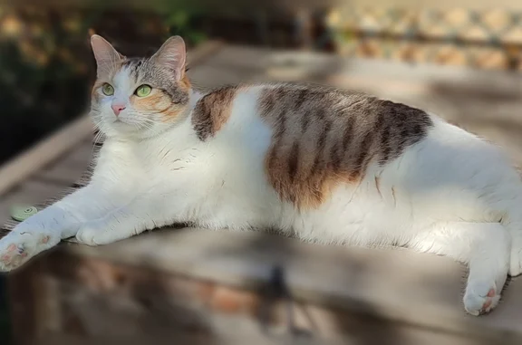 Animaux perdus Paris, photo: Chat perdu femelle, Taverny, Paris - tricolore diluée et tigrée
