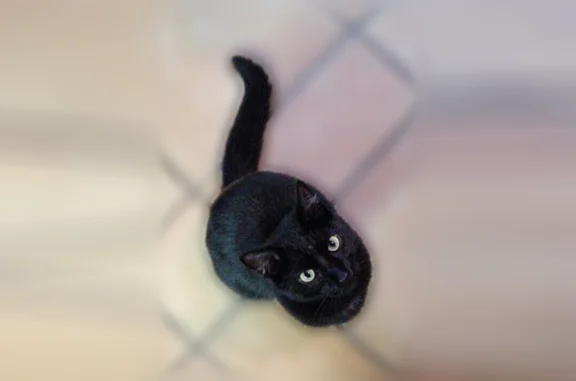 Chat perdu, Rue Robespierre, 44, Montreuil — noir, petite tache blanche sur le torse - photo