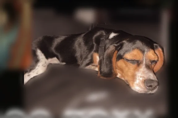 Lost dog, Township Road 403, 44150, Clarington - female, black collar - photo