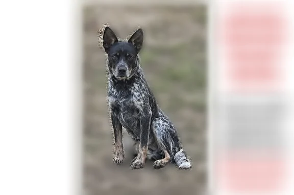 Missing dog Minneapolis, photo: Lost dog, 3rd Street Northeast, 10162, Blaine, Minneapolis - female, dark green collar