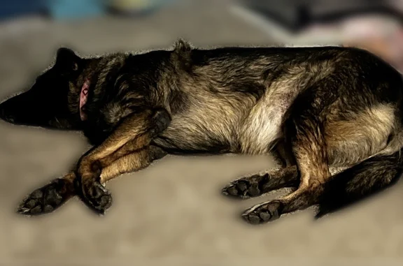 Lost dog, Indiana 64, 9880, Birdseye - female, friendly, folded-left ear - photo
