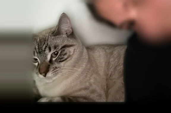 Lost cat, 49th Place Northeast, 8609, Marysville, Seattle - male, blue collar with bell - photo
