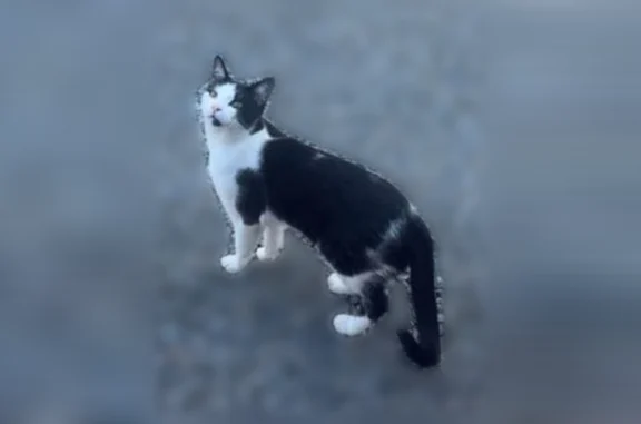 Animaux perdus Verneuil-sur-Vienne, photo: Chat perdu, Rue de Haut Félix, 24, Verneuil-sur-Vienne - mâle sociable