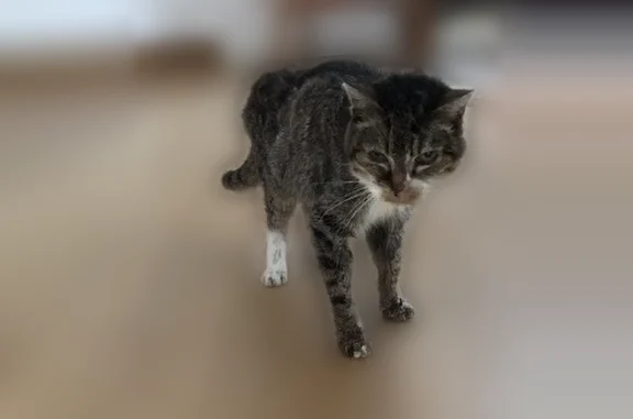 Chat perdu, Bègles, photo: Perdu chat femelle, Bègles - petite chatte menue, âgée