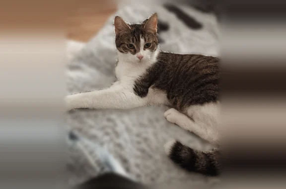 Animaux perdus Schiltigheim, photo: Chat perdu, femelle, Rue de la Patrie, 30, Schiltigheim - très craintive