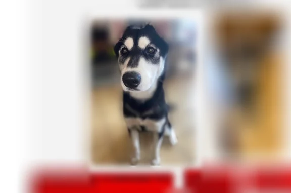 Animaux perdus Cerizay, photo: Perdu chien femelle, Cerizay, Lyon - husky sibérien avec yeux entourés de noir