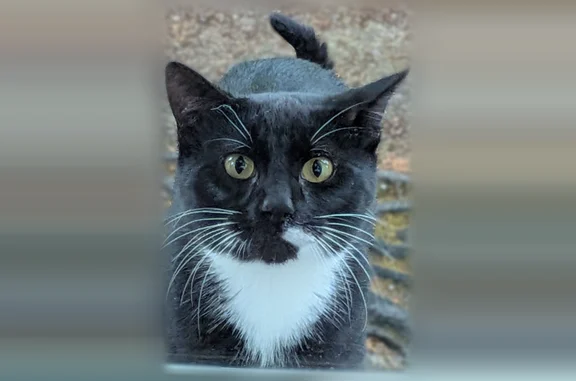 Found cat Salem, photo: Found cat, Wagon Wheel Drive Southeast, 4943, Salem - male, black with white paws