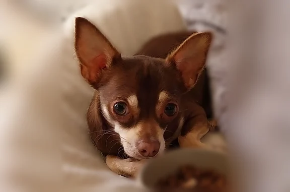 Chien perdu mâle, Venelle des portes, Le Légué, Plérin - chihuahua marron - photo