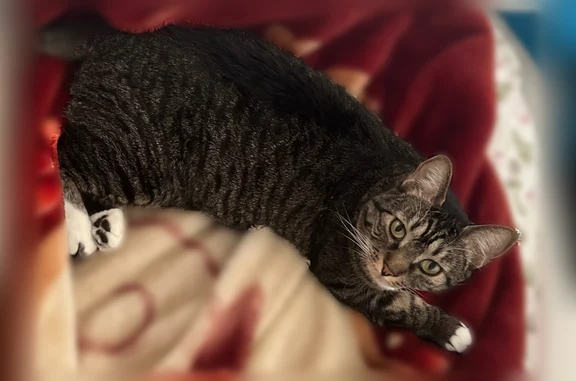 Missing cat Erie, photo: Lost cat, female, Twilight Street, 544, Erie - white belly and white paws