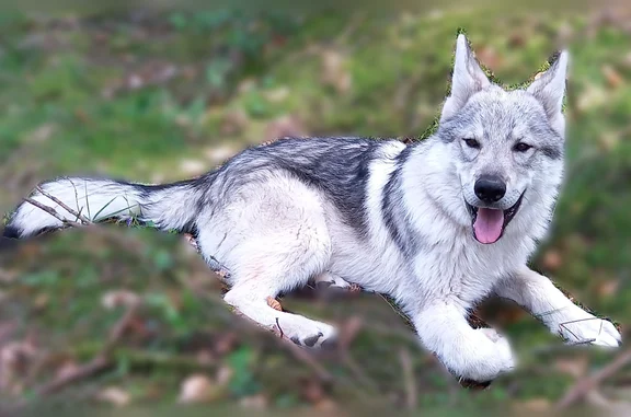Chien perdu, Saint-Yrieix-le-Déjalat, Meymac - jeune chien loup mâle pucé - photo