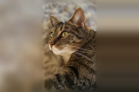 Animaux perdus Saint-Pair-sur-Mer, photo: Chat perdu, Saint-Pair-sur-Mer — chatte tigrée, craintive