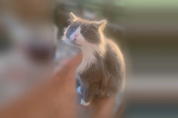 Chat perdu, Fesches-le-Châtel, photo: Perdue chatte femelle, Impasse Pierre Lucien Muller, 3A,3B, Fesches-le-Châtel - grise et blanche