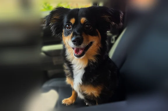 Lost dog, Country Club Drive, 1901, Mansfield — black and tan with a white chest - photo