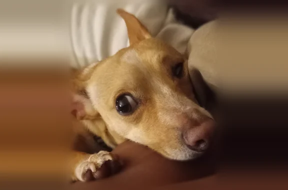 Lost dog, Dunning Street, 1999, Irving - male Chihuahua - photo