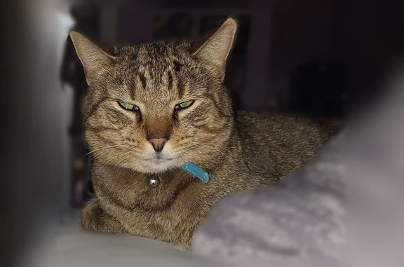 Lost cat, Virginia Street, 504, Unicoi - male, fixed - photo