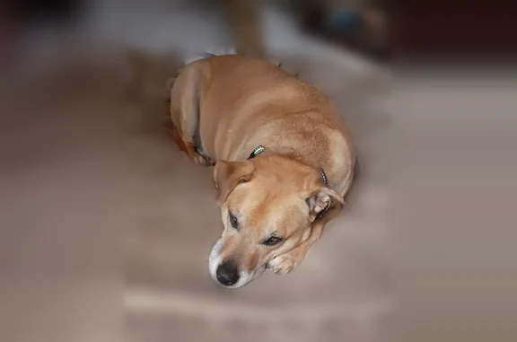 Lost dog, Control Road FR 64, Geronimo Estates - male, yellow lab mix, metal choke collar - photo