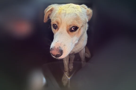 Found dog Berkeley Lake, photo: Found dog, Buford Highway, 4847, Berkeley Lake - male, white with brown patches, no collar