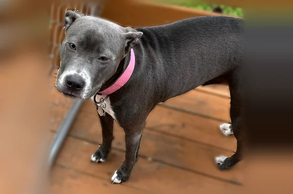Lost dog, East 113th Terrace, 7071, Kansas City - female pitbull - photo