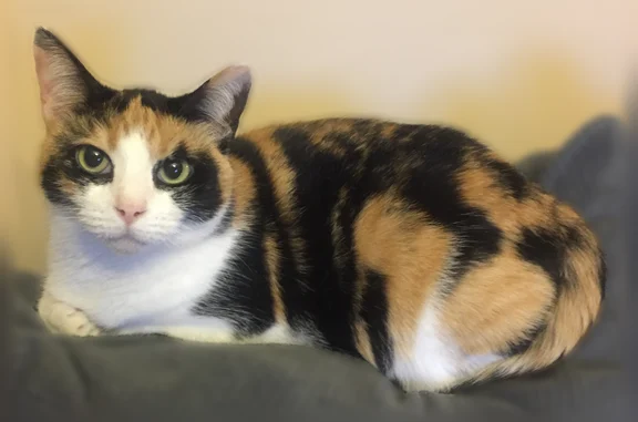 Lost cat, Gibson Drive Overlook Drive, 103, Hurricane - female, small calico, 16 years old - photo