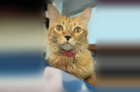 Lost cat, South 300 East, 1922, La Porte - female, orange front paws, pink and white checkered collar - photo