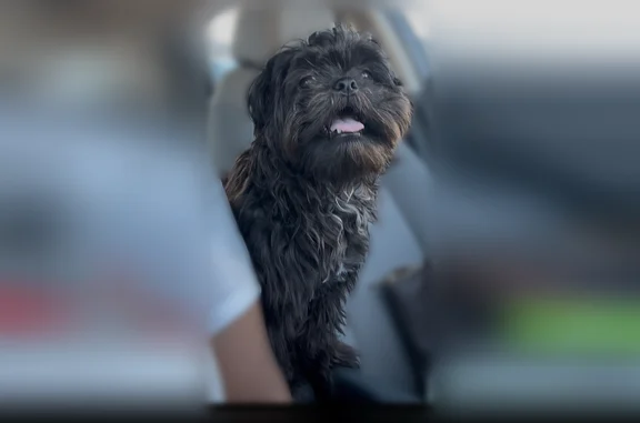Lost dog, male, Hitchrock Drive, 3903, Killeen, Killeen - black and white Shih Tzu - photo