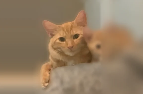 Lost cat, Lotafun Avenue, Winter Park, Atlanta - female, chipped orange tabby - photo