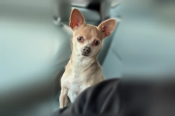Lost dog, Herborn Avenue, 13, Brick Township, Ramtown - female chihuahua, very skittish - photo