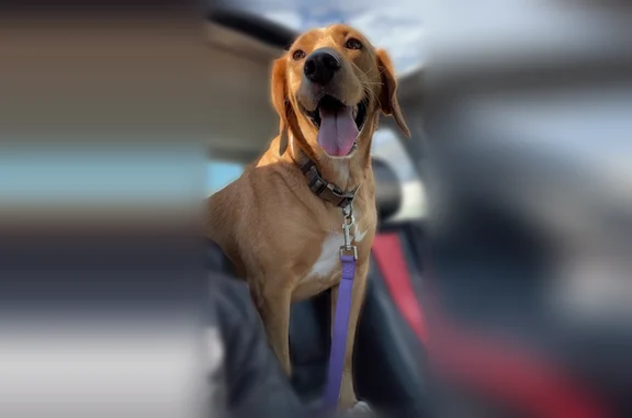 Yellow Beagle x Golden Retriever mix, medium-sized, friendly, wearing a camouflage collar.